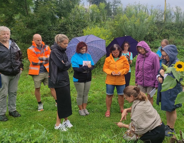 kräuter erwachsen 2